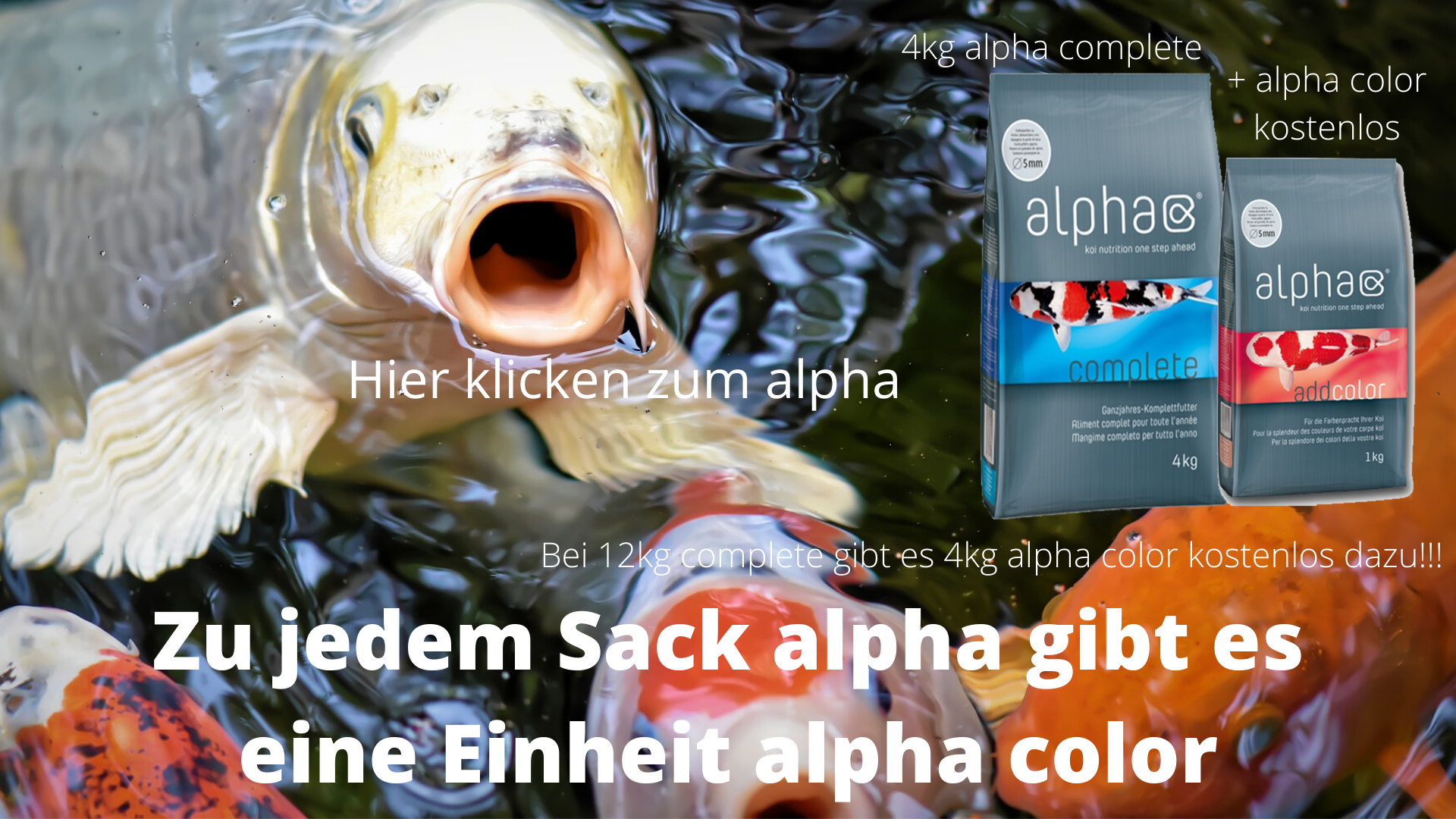 alpha-Mai-Angebot-premofisch